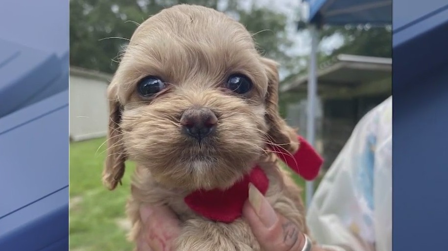 Beware: Dog thefts are on the rise